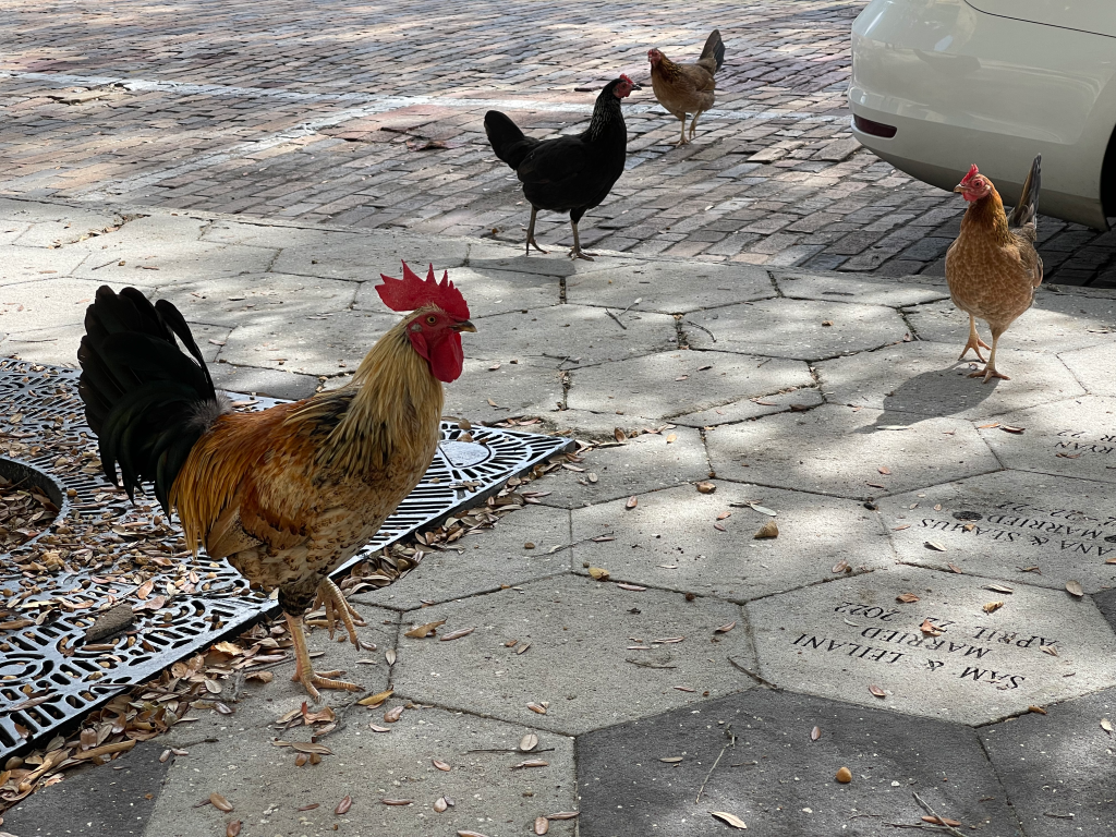 Rooster and hens walking beside a parked car